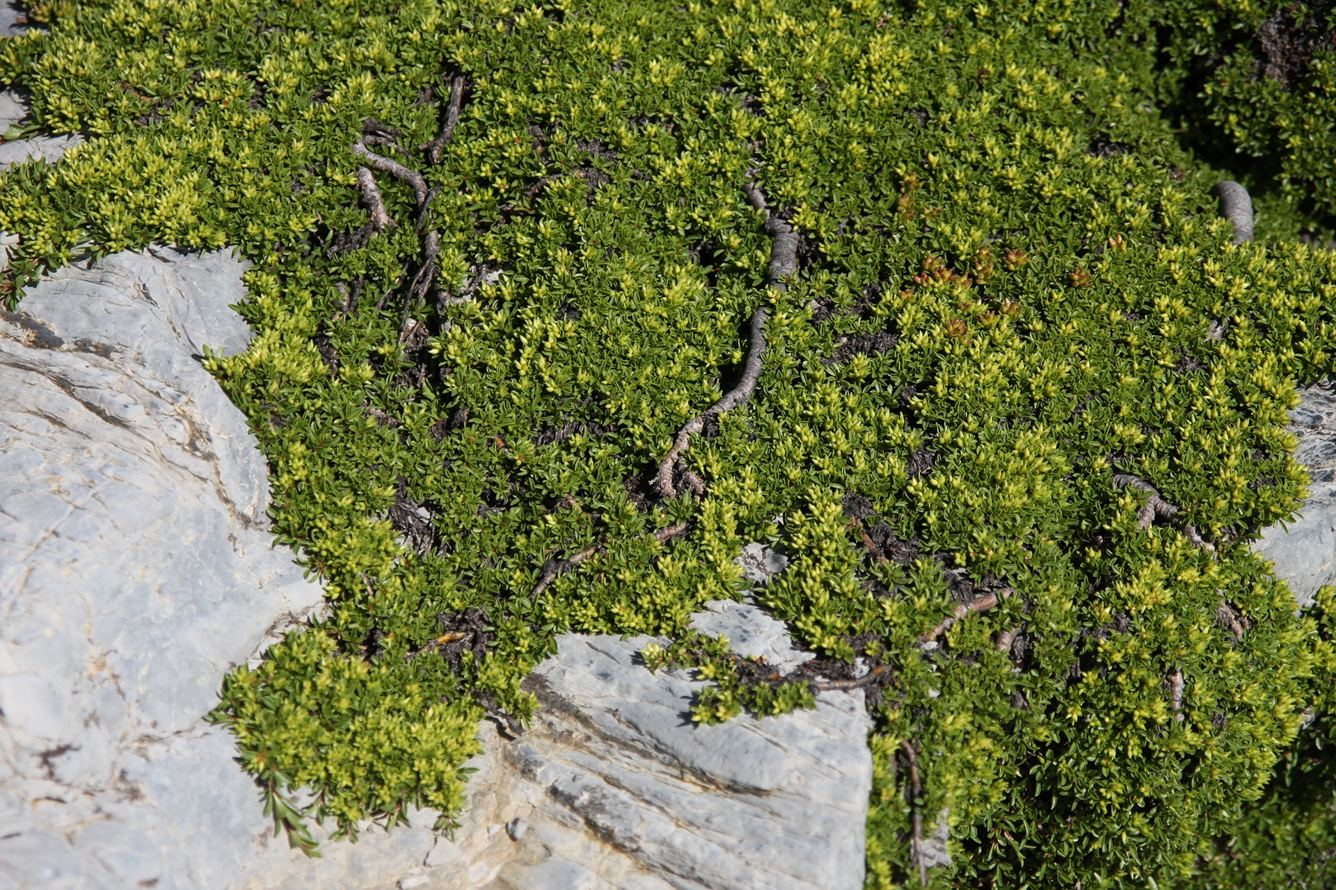 Salice con foglie di serpillo (Salix serpillifolia)La forma prostrata è tipica di alcune “legnose” che vivono in quota; il fusto, i rami e le foglie si sviluppano parallelamente al terreno, rimanendo più facilmente coperte dalla neve durante l’inverno e resistendo maggiormente all’azione meccanica del vento.